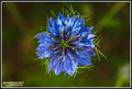 Flore